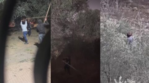 Agricultores palestinos enfrentan robos y ataques en la cosecha de olivas
