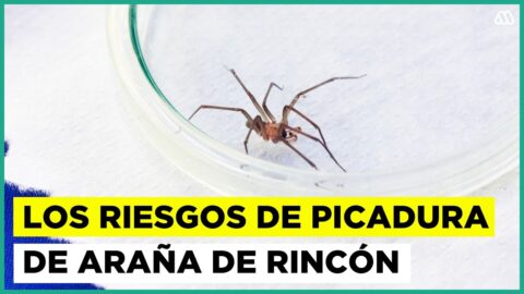 Alerta por araña de rincón tras una muerte en La Serena