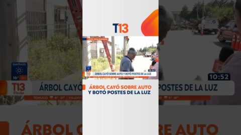 Árbol cae sobre auto y derriba postes de luz en Villa Alemana