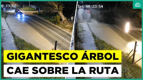 Árbol cae sobre taxi colectivo en Villa Alemana: tres lesionados