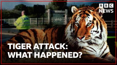 Ataque fatal de tigre siberiano en parque de vida silvestre