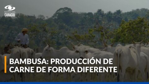 Bambusa propone una ganadería regenerativa en Vichada