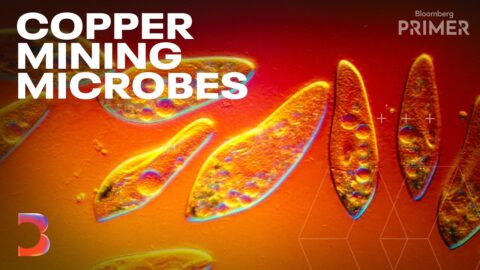 Biominería: bacterias para extraer cobre en minas de Estados Unidos
