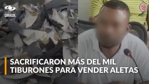 Capturan en Tumaco a traficante de aletas de tiburón