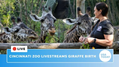 Cincinnati Zoo transmitirá en vivo el parto de una jirafa