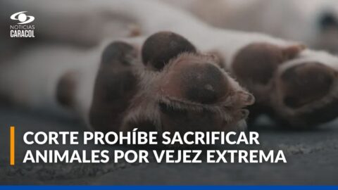Colombia prohíbe sacrificar animales por vejez extrema