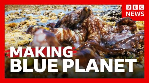 Cómo se hizo Blue Planet III: el rodaje del nuevo documental
