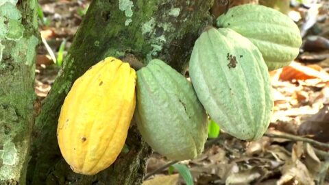 Costa de Marfil: cacao y ola de calor de 2024 dejan secuelas
