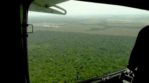 Deforestación global se frena en 2025 por América Latina