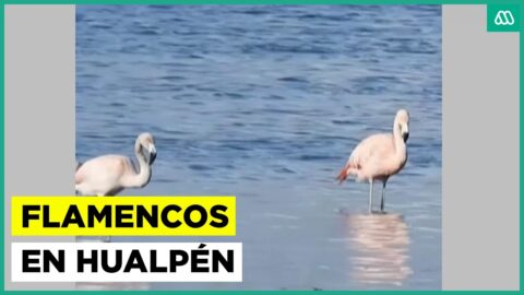 Flamencos son avistados en el sector de Hualpén