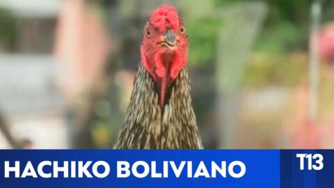 Gallo boliviano espera a su dueño frente a un hospital desde hace ocho años