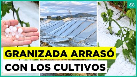 Granizada destruye invernaderos de agricultores en Maule