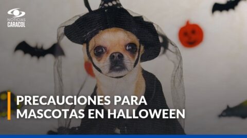 Halloween: cómo cuidar perros y gatos de disfraces y dulces