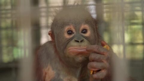 Incendios forestales en Indonesia ponen en riesgo a orangutanes