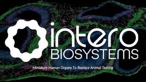Intero Biosystems gana Startup Battlefield 2026 con órganos miniatura
