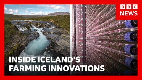 Islandia cultiva fresas bajo tierra y microalgas con energía geotérmica