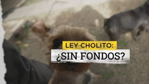 Ley Cholito: alertan riesgo de desfinanciamiento del programa
