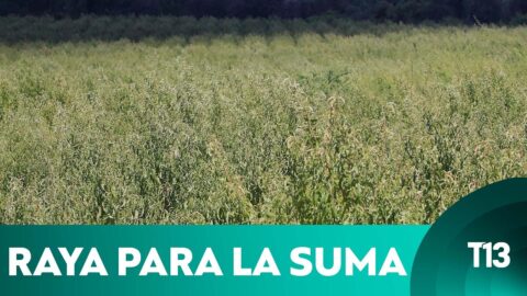 Lluvias primaverales encienden alerta en la agricultura