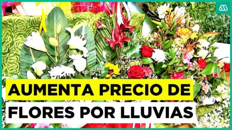 Lluvias y granizo encarecen las flores para el Día de Todos los Santos