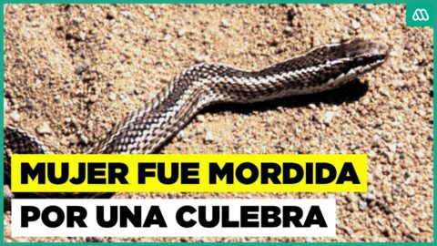Mordedura de culebra de cola larga deja a mujer con síntomas en Putaendo
