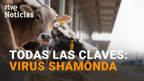 Muerte en Francia por virus shamonda: España extrema vigilancia