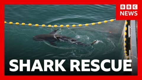Multitudes siguen el tercer intento por rescatar a un tiburón en Corea del Sur