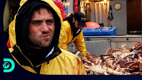 Northwestern busca reunir 2 mil centollas en su jornada de pesca