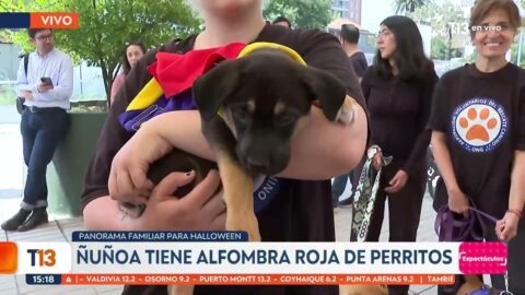 Ñuñoa instala una alfombra roja para perritos en campaña de adopción