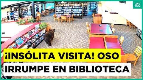 Oso entra a una biblioteca de California y come snacks del personal
