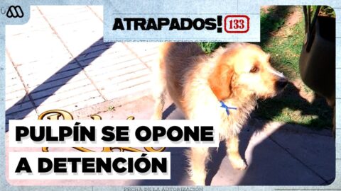 Perrito impide detención de su dueño prófugo por amenazas