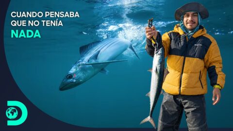 Pesca de bonito en Taltal: el pique sigue activo en Atacama
