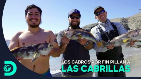 Pesca en Antofagasta: hallazgo de cabrillas en La Chimba