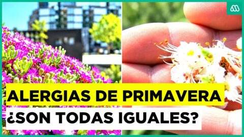 Polen en Santiago y Temuco: especies que disparan las alergias