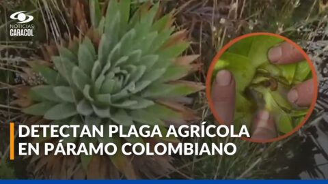 Polilla hallada en un páramo preocupa por plantas endémicas