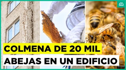 Rescatan panales de 20 mil abejas desde un edificio de Macul