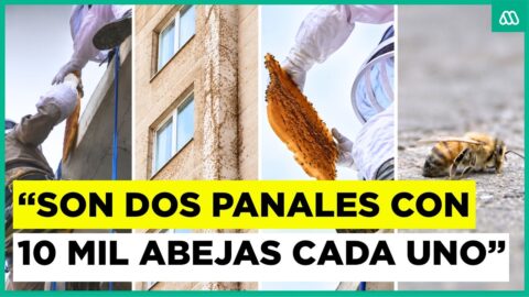 Rescatan unas 20 mil abejas de un edificio en Santiago