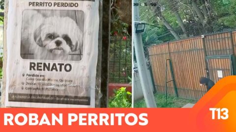 Robo de mascotas en Quilicura: sujetos ingresan con llaves