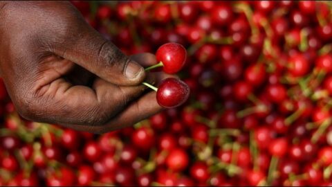 Sudáfrica busca abrir el mercado chino para sus cerezas