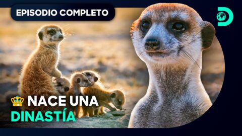 Suricata protege a sus crías en las salinas de Makgadikgadi