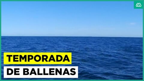 Temporada de avistamiento de ballenas se abre en Hualpén
