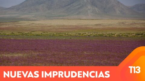 Trampas para aves detectadas en zona de desierto florido