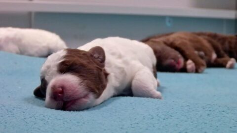 Transmisión en vivo de cachorros en Finlandia atrae a millones