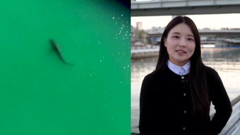 Un tiburón atrapado en un canal de Busan vuelve al mar