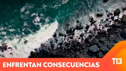 Video muestra una higuera entre el mar y las flores