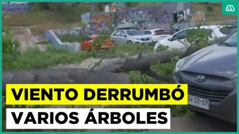 Viento derriba árboles en La Serena durante sistema frontal