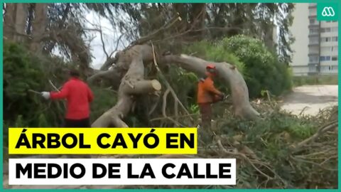 Viento derriba un árbol en plena calle de La Serena
