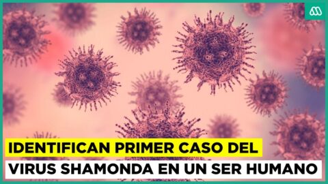 Virus Shamonda: primer caso de infección en humanos